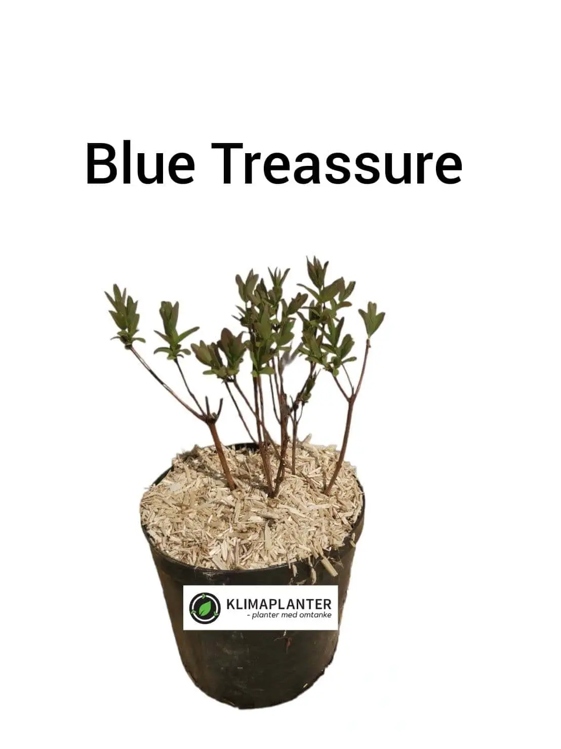 Honningbær 'Blue Treasure'