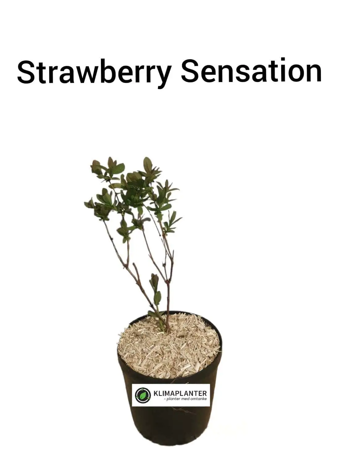 Honningbær 'Strawberry Sensation'