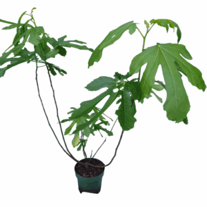 Figen ‘Little Miss Figgy’