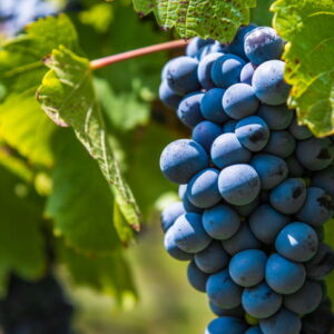 Vindrue 'Boskoop Glory' (vitis vinifera)