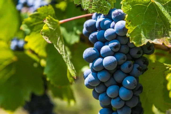 Red grapes on a vine in a vineyard in Mendoza on a sunny day Vindrue 'Boskoop Glory' (vitis vinifera)