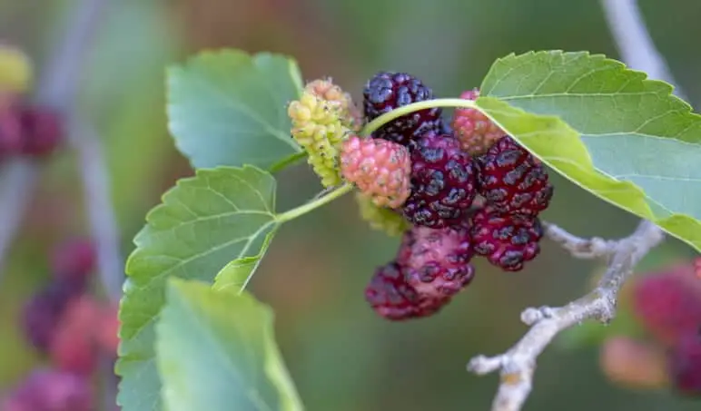 Dværg Morbær 'Mulle' Morus accidosa