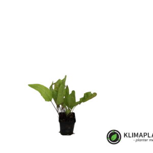 Peberrod (Armoracia rusticana)