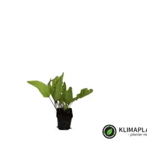 Peberrod (Armoracia rusticana)