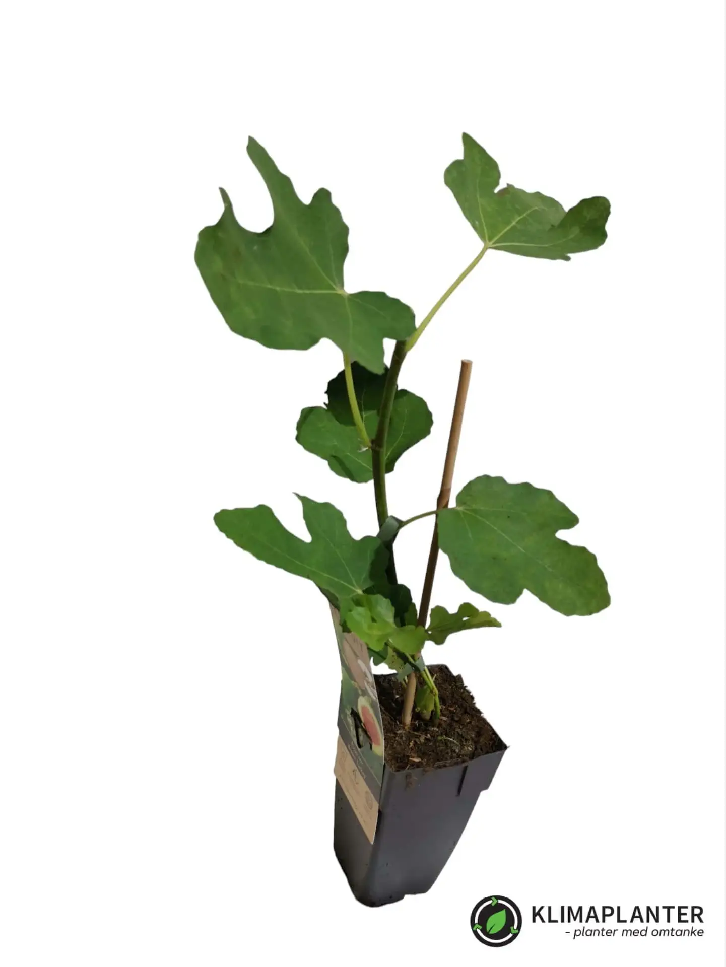 Figen 'Brown Turkey' (Ficus carica) Øko