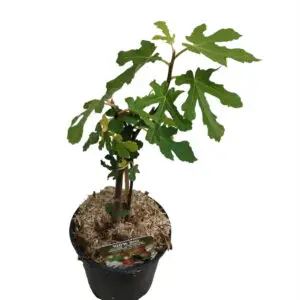 'Boskoop Glory' Vindrue