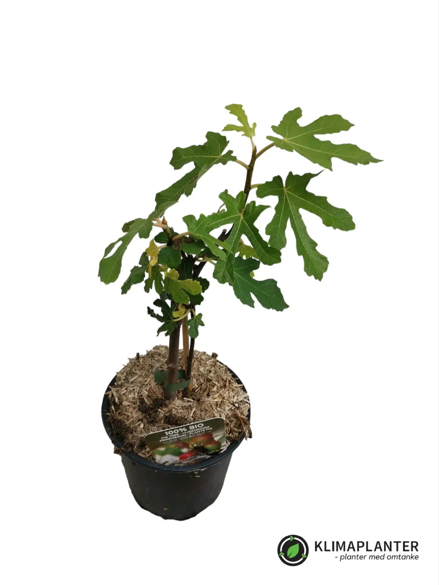 Dværg Figen 'Little miss figgy' (Ficus carica)