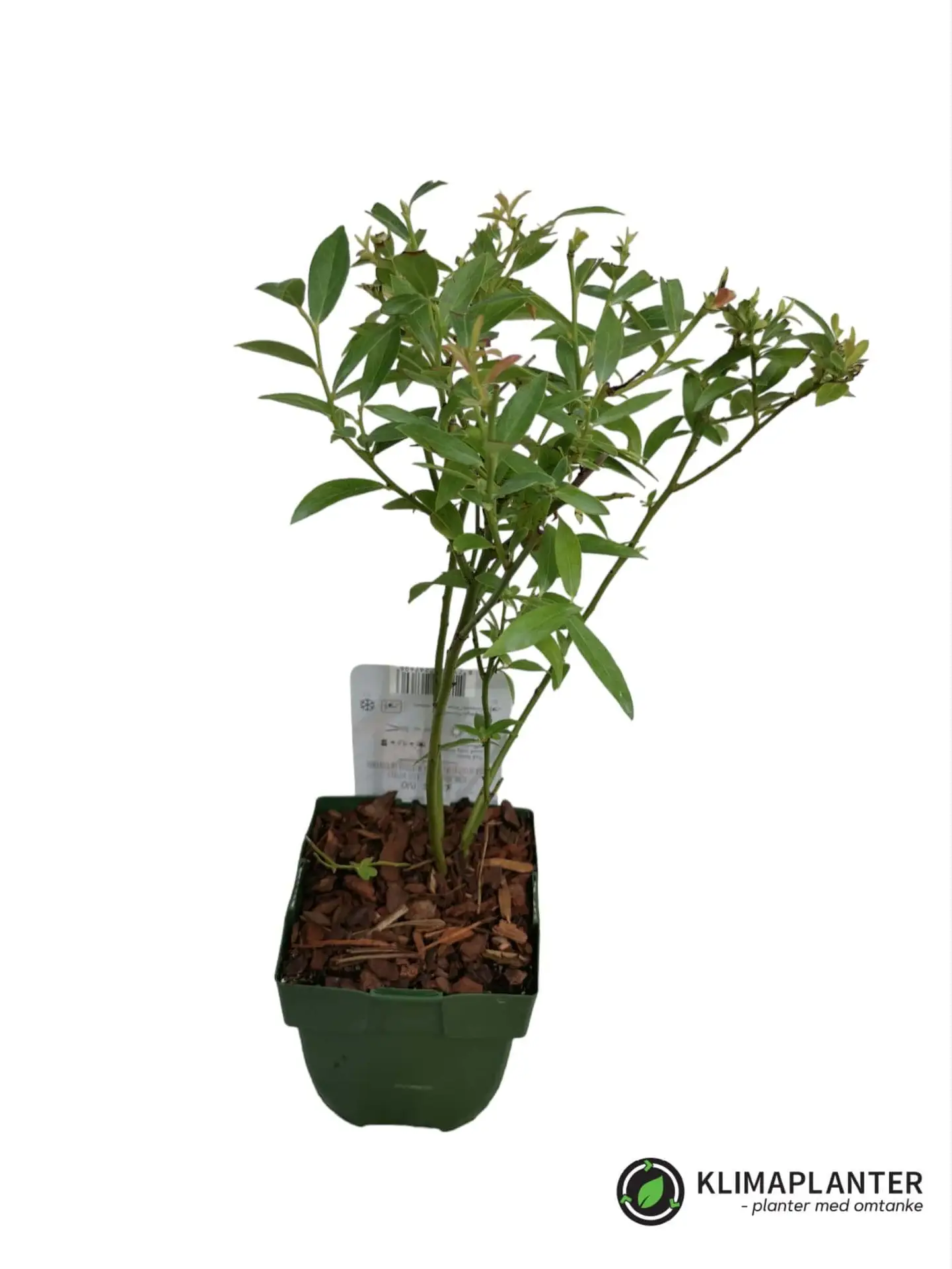 Blåbær 'Pink lemonade' Øko