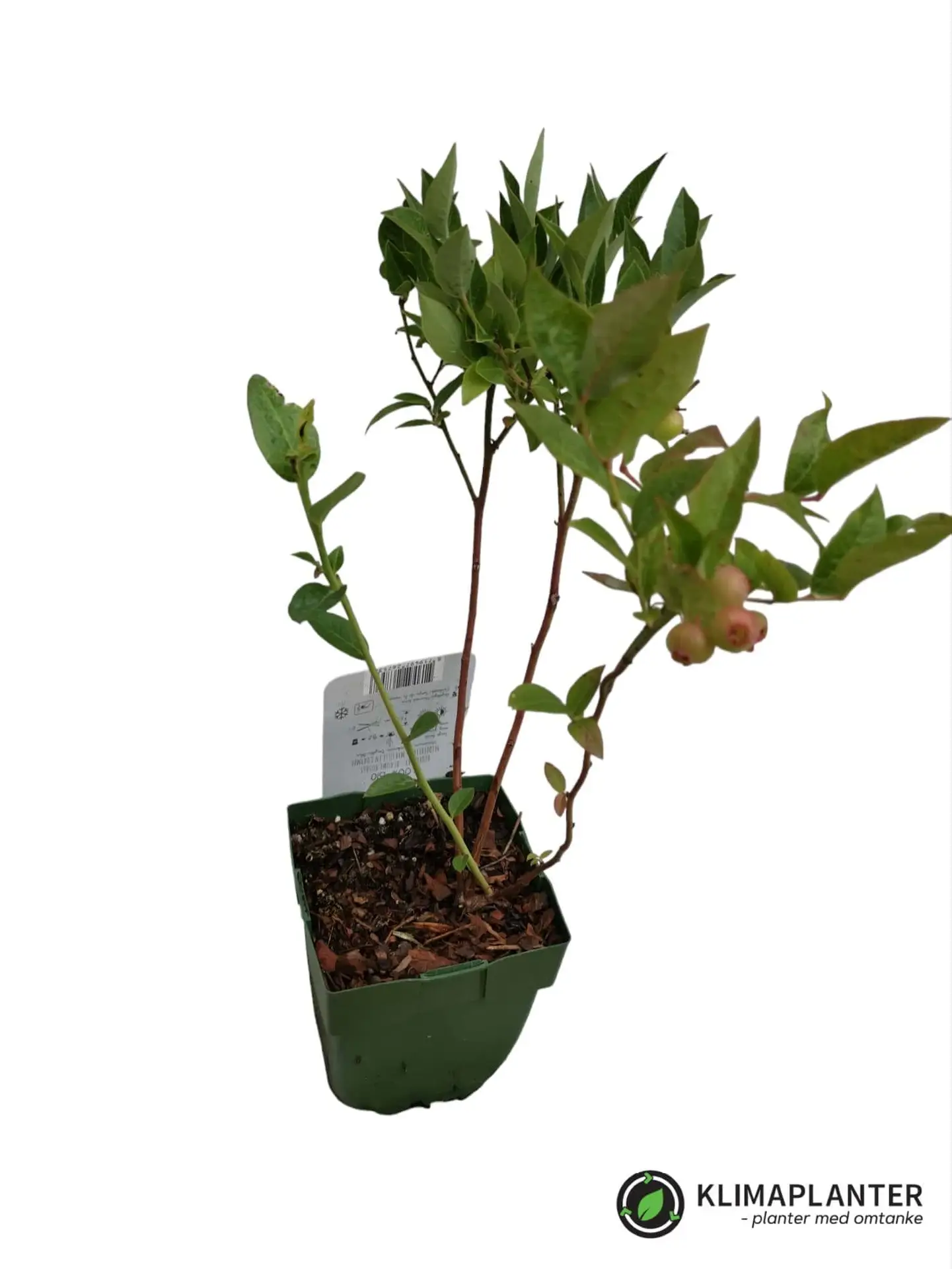 Blåbær 'Brigitta blue' Øko