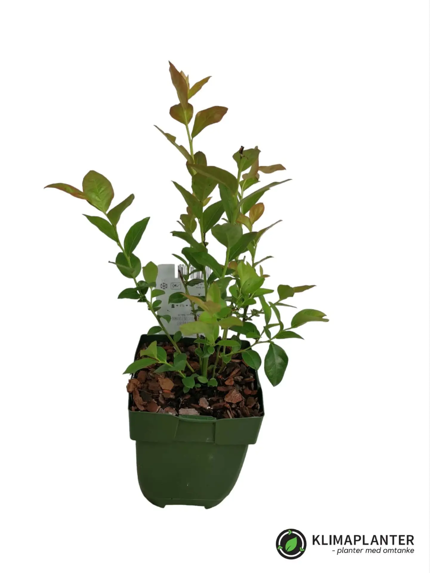 Blåbær 'Reka' Øko