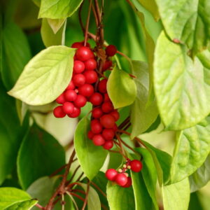 Kinesisk magnoliavin ‘Sadova No1’ (Schisandra chinensis)