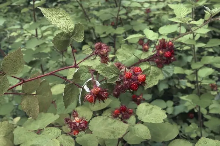 Vinbrombær (Robus phoenicolacius)