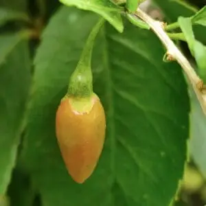 gul gojibær Lycium Barbarum 'Amber Sweet'