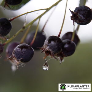 Bærmispel – Amelanchier Rotundifolia