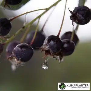 Bærmispel – Amelanchier Rotundifolia