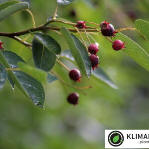 Bærmispel Amelanchie lamarckii løvfældende, tidligt blomstrende, stor busk eller et lille træ. Foretrækker delvis skygge og fugtigt veldrænet sandblandet lerjord,