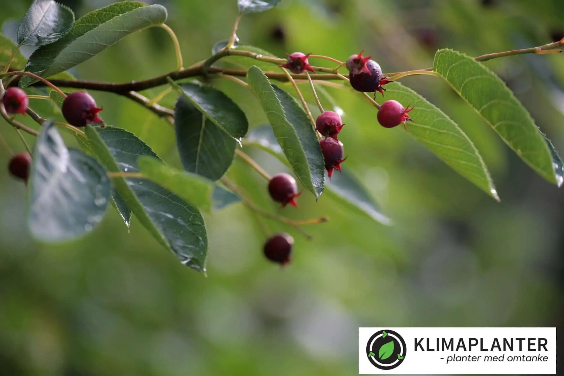 Bærmispel Amelanchier lamarckii