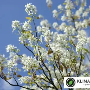 Bærmispel Amelanchier lamarckii 3-8meter høj. Om foråret blomstrer de prangende, duftende blomster i klynger.
