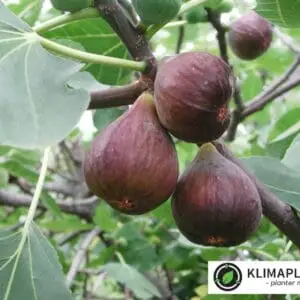 figner, frugter, hårdføre figner til dansk klima https://klimaplanter.dk/product/figen-brown-turkey/ Figen ‘Brown Turkey’ (Ficus carica)