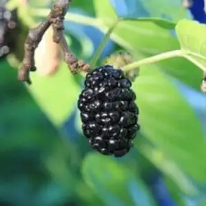 Sort Morbær (Morus nigra)