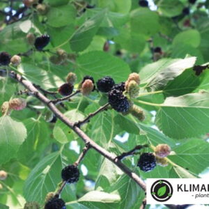 dværg Morbær ‘Mulle’ Morus accidosa