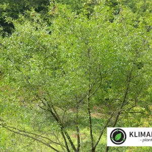 tørst (Rhamnus frangula)