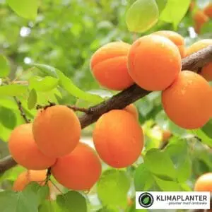 billede af vild abrikos, voksende udenfor https://klimaplanter.dk/product/abrikos-manchurian-apricot/