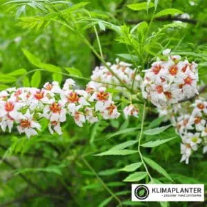 Guldhorn er lidt en ukendt plante i danske haver. guldhorn bliver til et lille træ og producere en masse nødder man kan spise. Guldhorn (Xanthoceras sorbifolium)