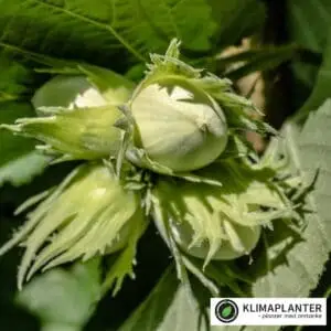 Almindelig hassel (Corylus avellana)