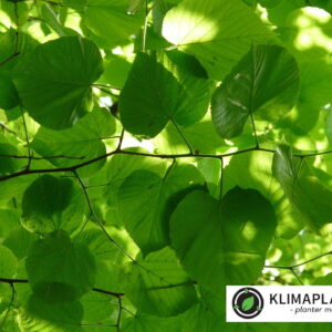 småbladet Lind, masser af lyse grønne blade, billedet viser bladene nedefra (Tilia cordata)