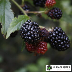 nærbillede af brombær Thronless evergreen