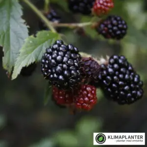 nærbillede af brombær Thronless evergreen