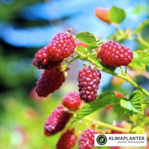 Taybær Buckingham thornless