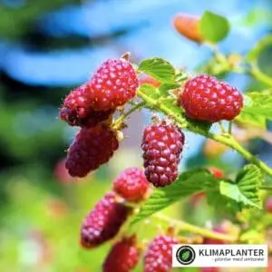 Taybær Buckingham thornless