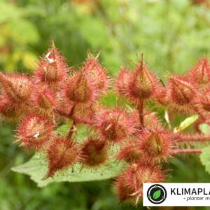 Japansk vinbrombær (Rubus phoenicolasius)