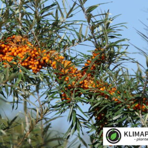 havtorn busk fyldt med en masse orange frugter