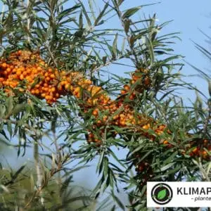 havtorn busk fyldt med en masse orange frugter