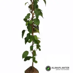 Stikkelsbærkiwi 'Ken's Red' (Actinidia arguta) Minikiwi