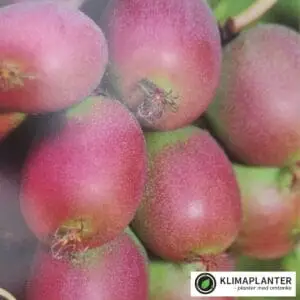 Stikkelsbærkiwi Ananasnaya (Actinidia arguta)