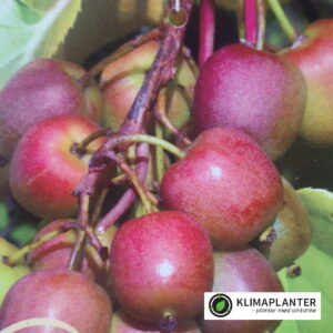 Stikkelsbærkiwi 'Geneva' (Actinidia arguta)