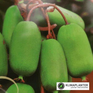 Stikkelsbærkiwi Jumbo (Actinidia arguta)