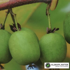 Stikkelsbærkiwi/minikiwi Kokuwa (Actinidia arguta)