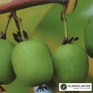 Stikkelsbærkiwi/minikiwi Kokuwa (Actinidia arguta)