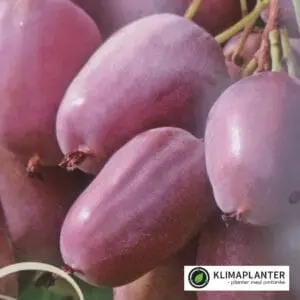 Dyrkningsvejledning Stikkelsbærkiwi 'Purpurna Sadowa' Actinidia arguta minikiwi
