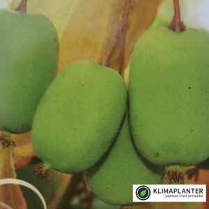 Stikkelsbærkiwi Lucy (Actinidia arguta)