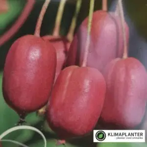 Stikkelsbærkiwi ‘Scarlet September’ (Actinidia arguta) Minikiwi