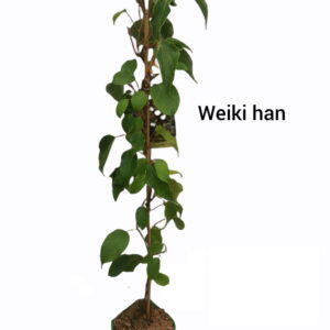 Stikkelsbærkiwi weiki (Actinidia arguta) minikiwi Han kiwi