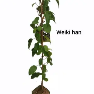 Stikkelsbærkiwi weiki (Actinidia arguta) minikiwi Han kiwi