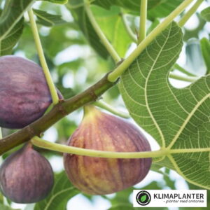 dværgfigner, store saftige figner https://klimaplanter.dk/product/fign-little-miss-figgy/ Figen 'Little Miss Figgy' (Ficus carica)