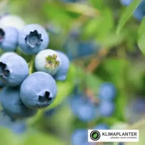Sorten Reka selvbestøvende blåbær store smagfulde bær. blåbær trives bedst med en pH omkring 5-5.5 https://klimaplanter.dk/product/blaabaer-reka/